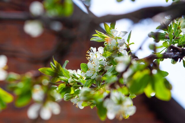 Blooming plum tree in the farm garden spring