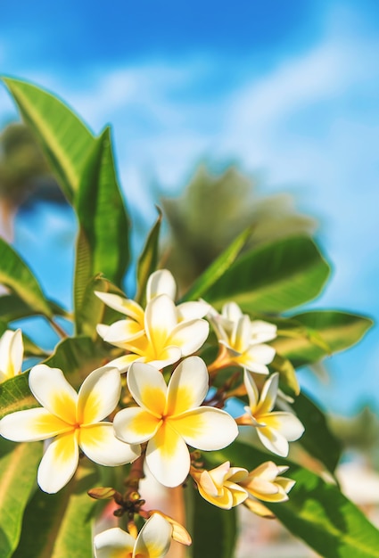 Blooming plumeria flowers against the sky