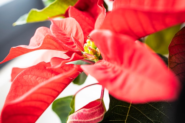 Blooming poinsettia typical of Christmas decoration. Typical red Christmas flower.