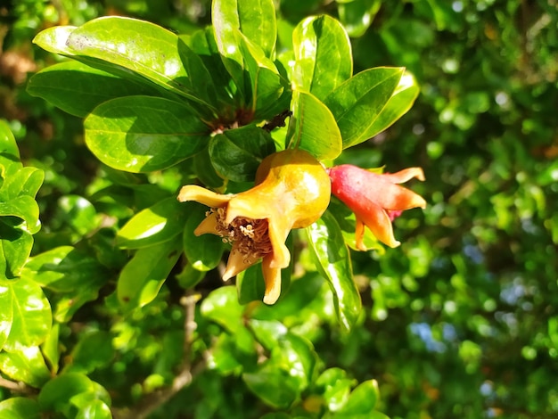 Blooming pomegranate tree Macro photo of a flower and foliage Beautiful nature close up