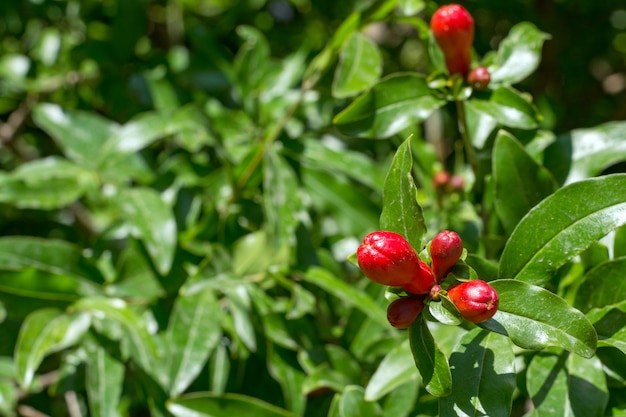 Blooming pomegranate tree