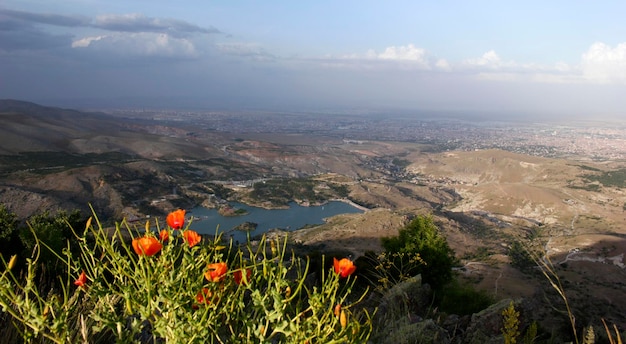 Blooming poppies in spring Nature background Sille Dam Konya Turkey