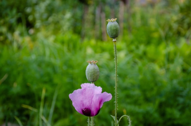 Blooming poppy in the field in summer.