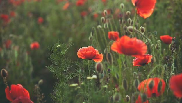 Blooming poppy flowers in the field