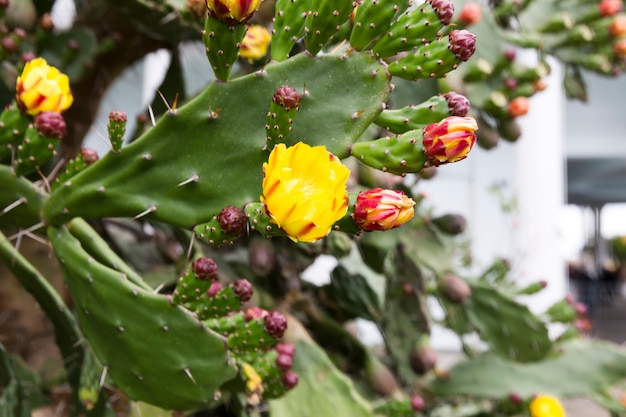 Blooming prickly pear cactus. Yellow and red delicate flowers among the sharp needles. High quality photo