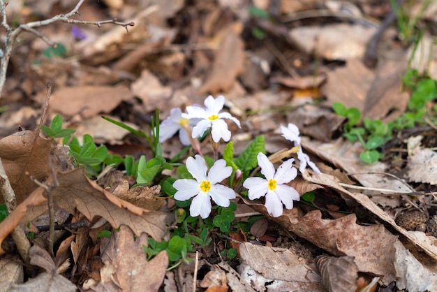 Blooming primrose in the forest