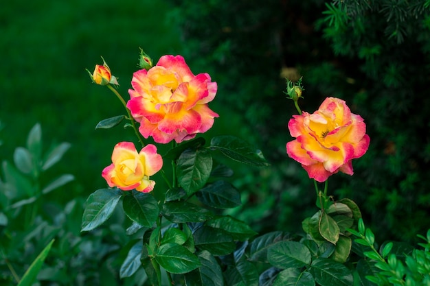 Blooming Pullman Orient Express roses in the garden.