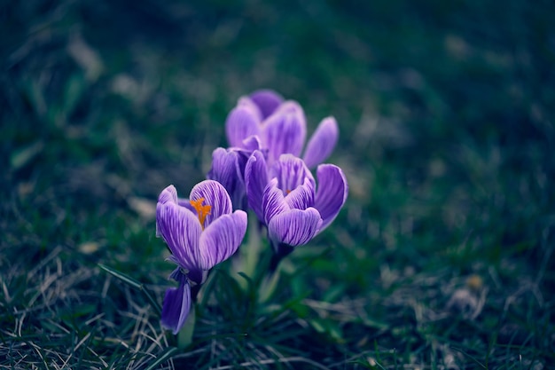 Blooming purole crocuses with green leaves in the garden spring flowers