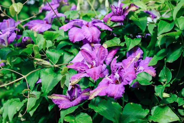 Blooming purple clematis flower. Perennial in the garden.