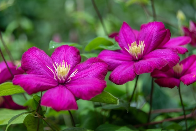 Blooming purple clematis in the garden on sunny day.