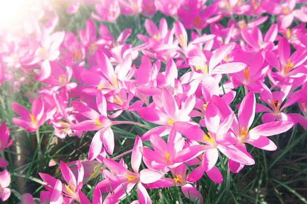 Blooming purple crocus flowers in a soft focus on a sunny spring day