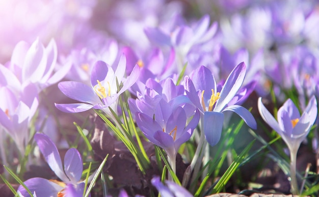 Blooming purple crocus flowers in a soft focus on a sunny spring day