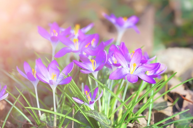 Blooming purple crocus flowers in a soft focus on a sunny spring day