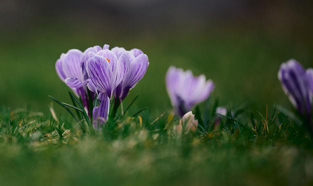 Blooming purple crocuses with green leaves in the garden spring flowers