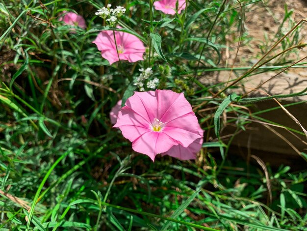 Blooming purple flowers also known as Convolvulus