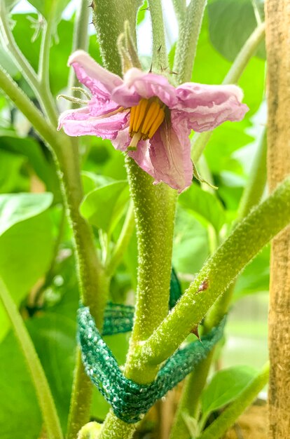 Blooming purple flowers eggplant on bush. 