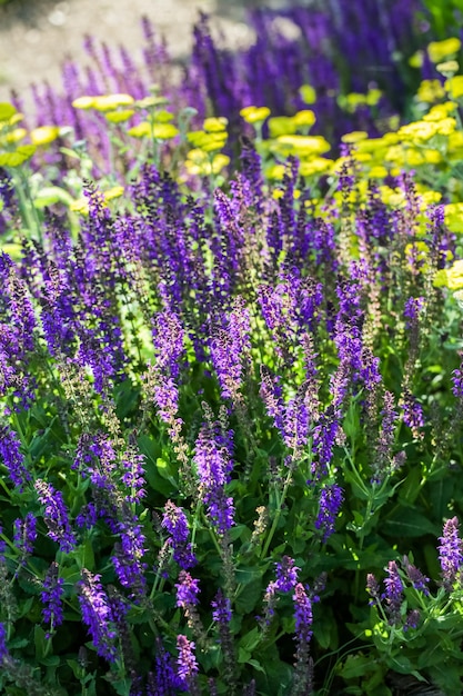 Blooming purple flowers in the summer garden.