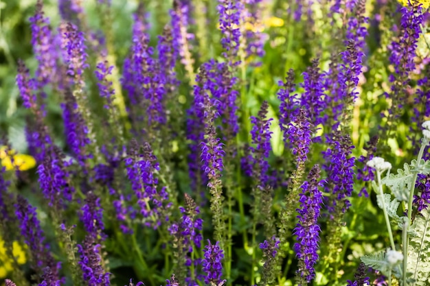 Blooming purple flowers in the summer garden.