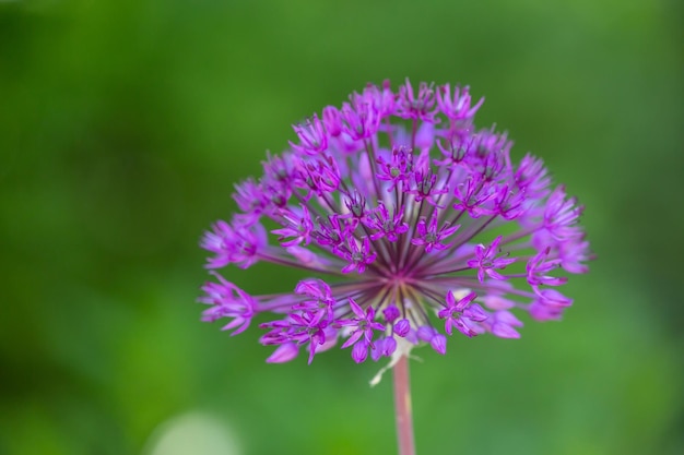 Blooming purple giant onion on a green background macro photography on a sunny summer day