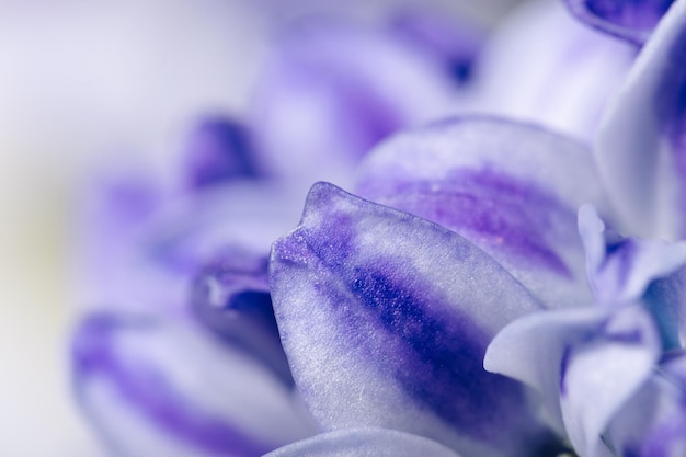 Blooming purple hyacinth flowers closeup macro photography