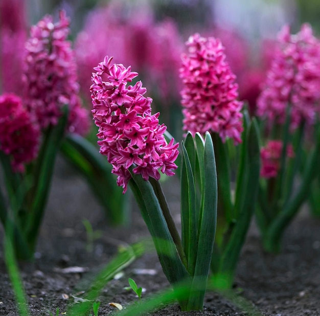 blooming purple hyacinths on a flower bed floral background with partial blur selective focus