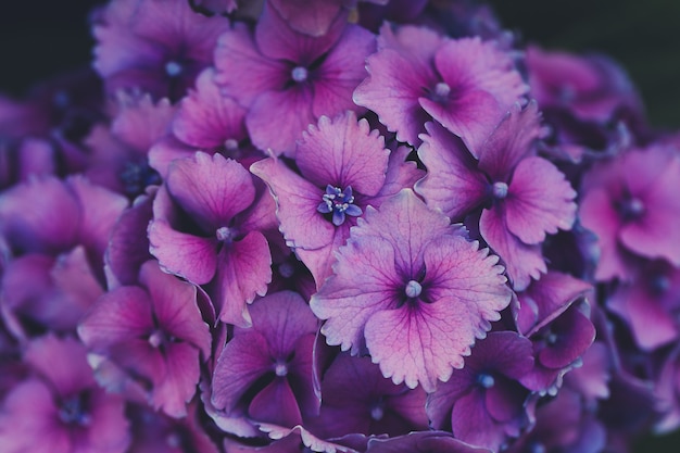 Blooming purple hydrangea