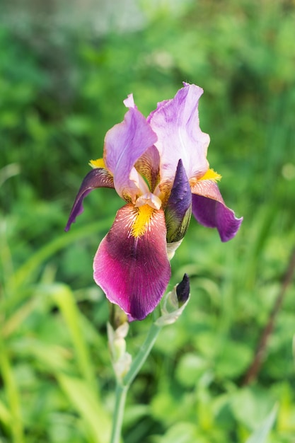 Blooming purple iris on the background of green flowerbed