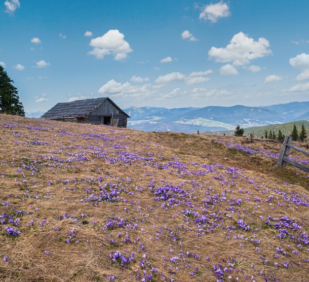 Blooming purple violet Crocus heuffelianus Crocus vernus alpine flowers on spring Carpathian mountain plateau Ukraine