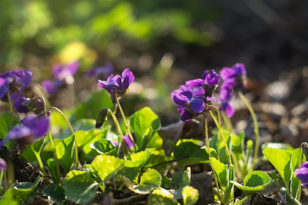 Blooming purple violets. Viola is a genus of flowering plants in the violet family Violaceae