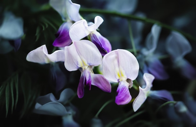 Blooming purple wisteria close up