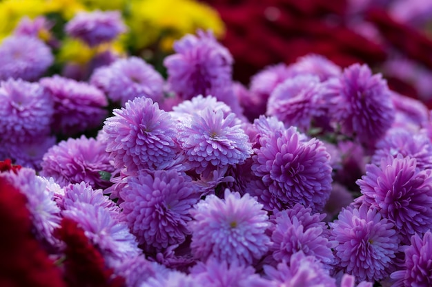 Blooming purple  yellow and purpur Mums or Chrysanthemums