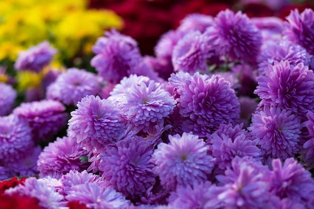 Blooming purple  yellow and purpur Mums or Chrysanthemums