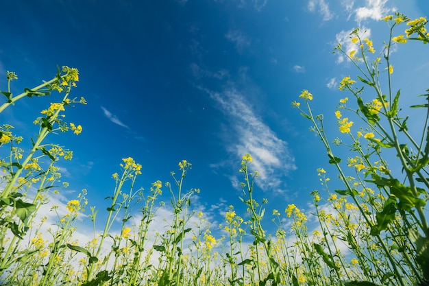 Blooming rape against the blue sky with clouds