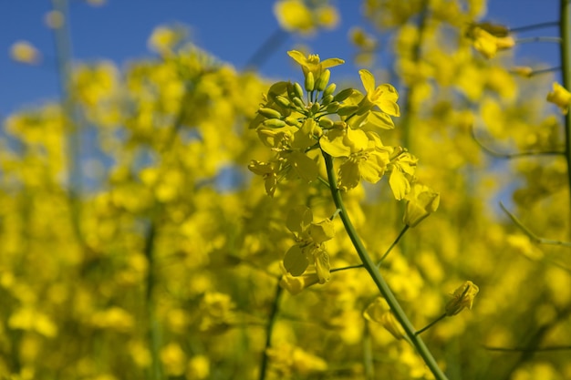 Blooming rapeseed field of Ukraine against the blue sky