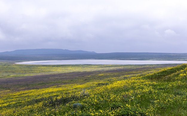 Blooming rapeseed field with a lake view