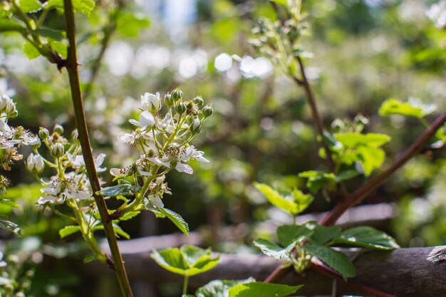 Blooming raspberry branches on a blurred background Beautiful natural countryside landscape Selective focusing on foreground with blurry background