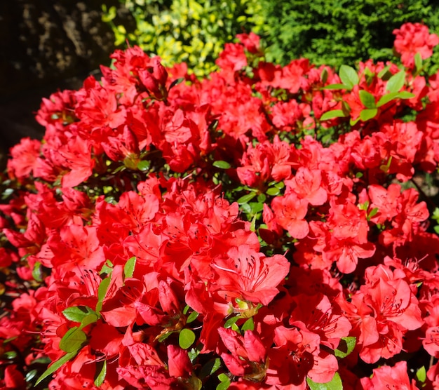 Blooming red azalea flowers in spring garden gardening concept floral background