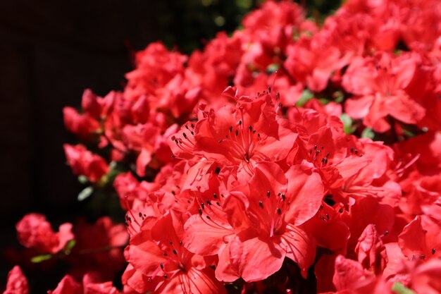 Blooming red azalea flowers in spring garden gardening concept floral background