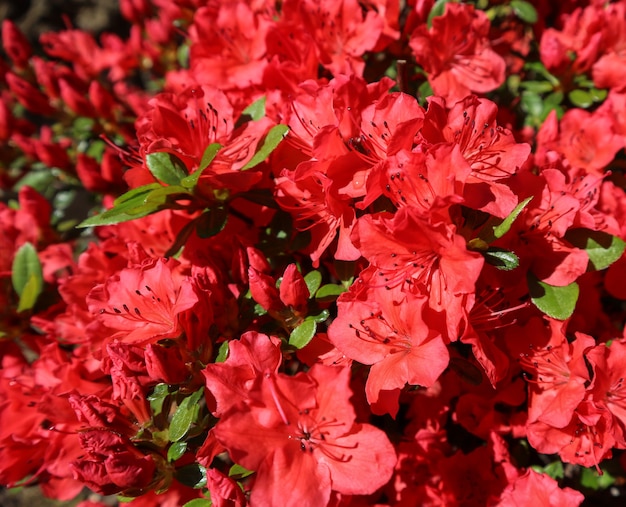 Blooming red azalea flowers in spring garden gardening concept floral background