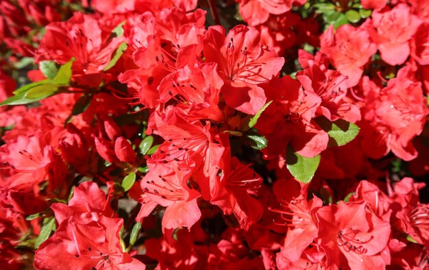 Blooming red azalea flowers in spring garden Gardening concept Floral background