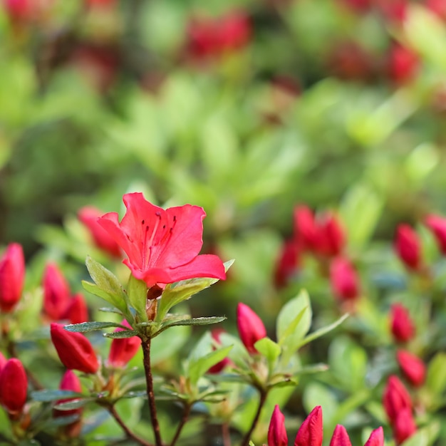 Blooming red azalea flowers in the spring garden Gardening concept