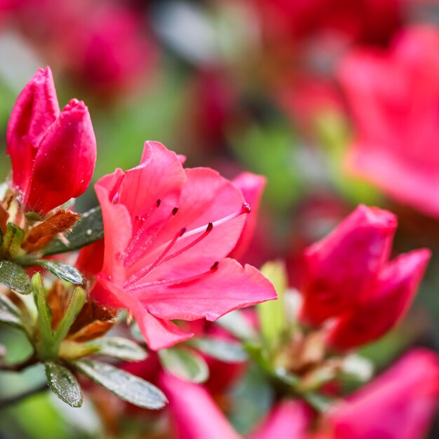 Blooming red azalea flowers in the spring garden Gardening concept