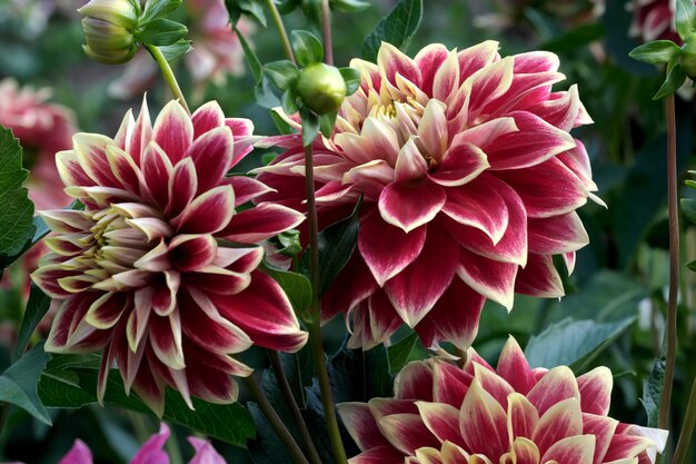 Blooming red Gergina flower