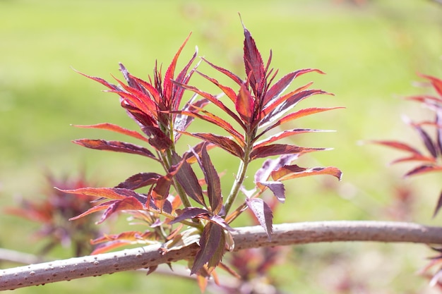 The blooming red leaves of the shrub flowering racemose elder spring flowering