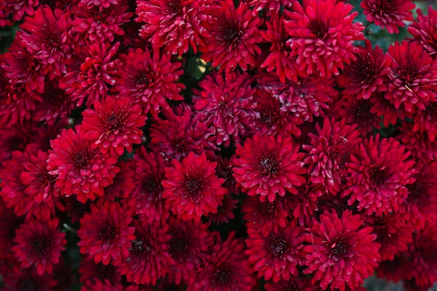 Blooming red maroon chrysanthemums in the autumn in the garden floral background