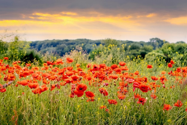 Blooming red poppies in a field during sunset