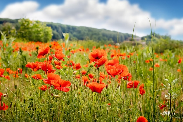 Blooming red poppies in the meadow in front of the forest