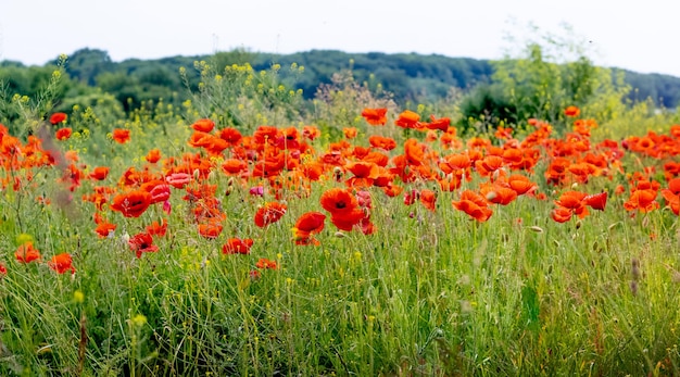 Blooming red poppies in the meadow in front of the forest