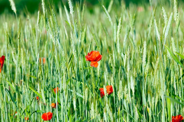 Blooming red poppies