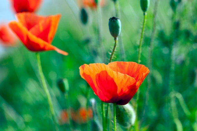 Blooming red poppies